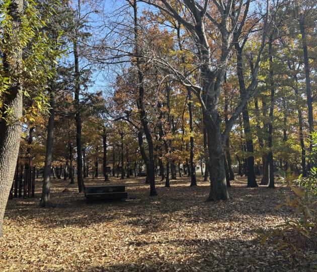 くぬぎ林仲よし広場画像"