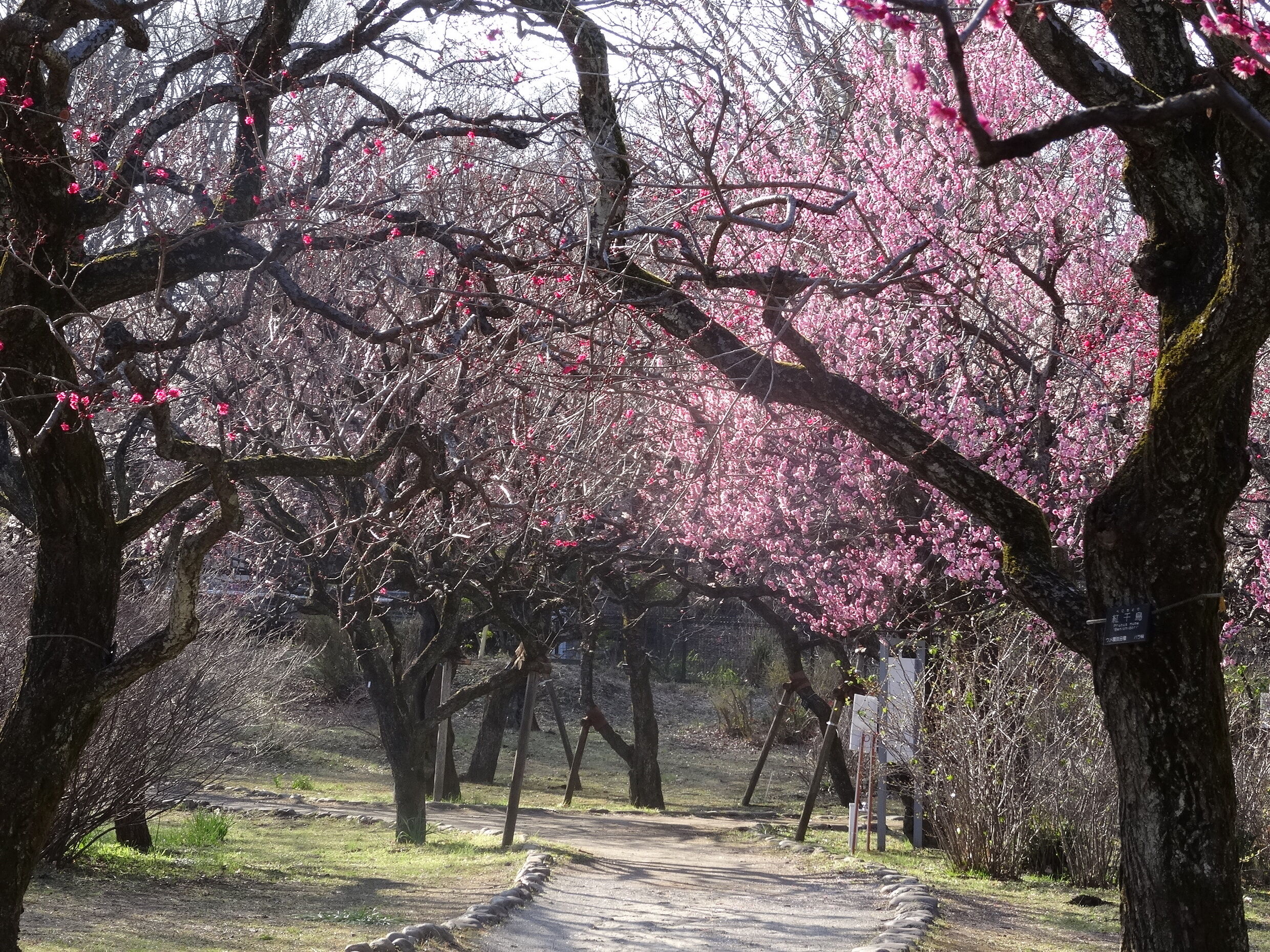 都立神代植物公園｢梅まつり｣画像
