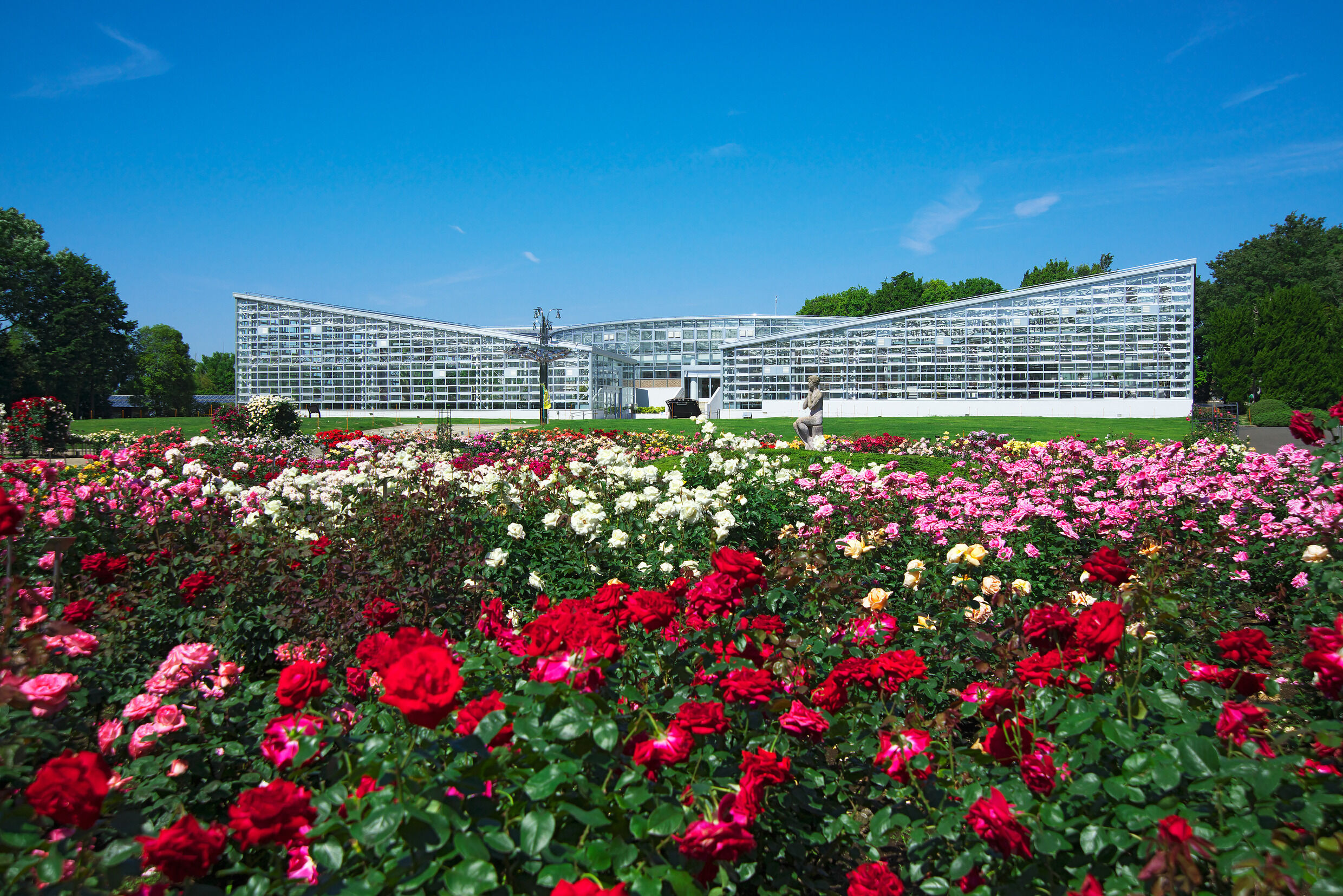 神代植物公園「春のバラフェスタ」画像
