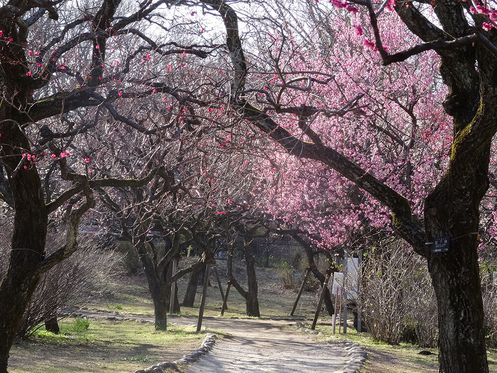 神代植物公園「梅まつり」画像