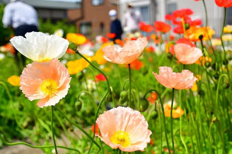 4/30（日）まで！調布近郊で楽しめる！ポピーの花摘み体験画像