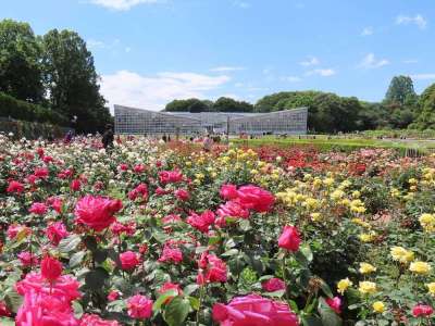 都立神代植物公園「春のバラフェスタ」の画像