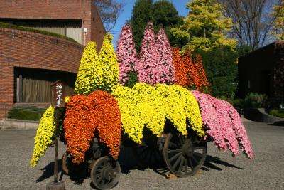 第65回神代植物公園 菊花大会