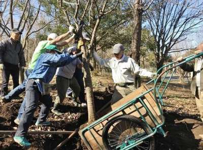 掘り出した根鉢をリヤカーに乗せる