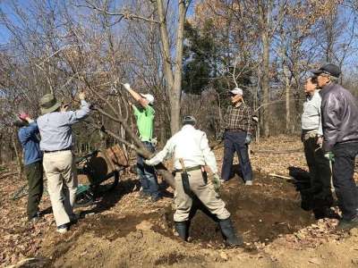 根鉢を埋け穴に降ろし、枝を束ねたロープを外す