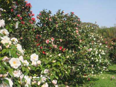 神代植物公園「椿ウィーク」