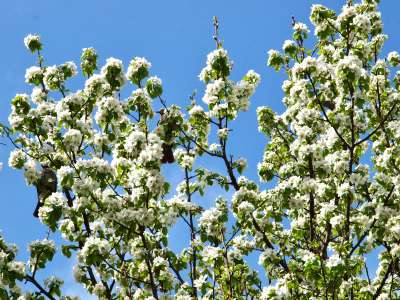 ヤマナシ　ヒヨドリが啄みに来ます