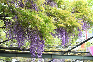 第15回国領千年乃藤まつり画像