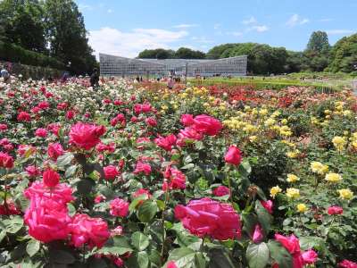 神代植物公園「春のバラフェスタ」