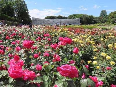 神代植物公園「春のバラフェスタ」の画像