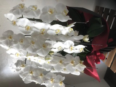 ✴︎胡蝶蘭✴︎