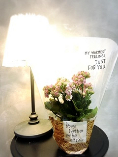 ✴︎一鉢ラッピング✴︎イベント用花苗✴︎