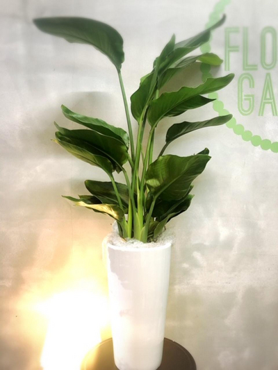 ✴︎観葉植物✴︎