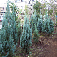 ブルーエンジェル